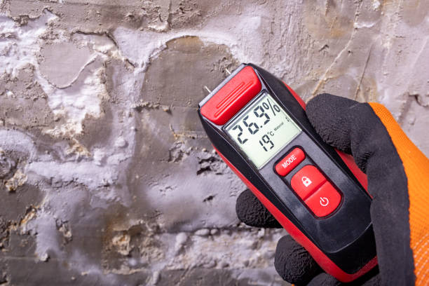 Best Basement Mold Remediation in East Lake, FL